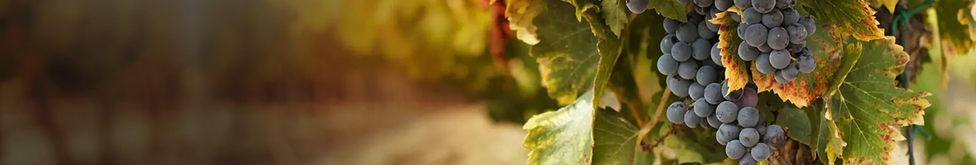 Banner desktop regiões